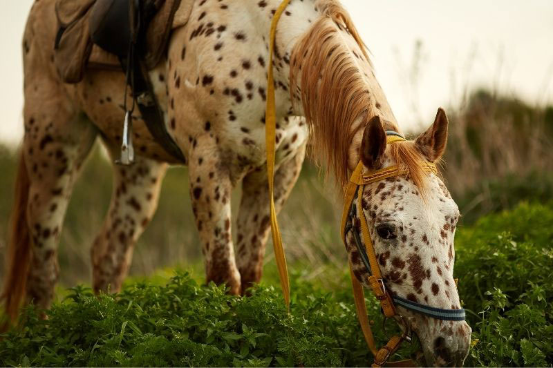 Une vue du Cheval Appaloosa avec un harnachement