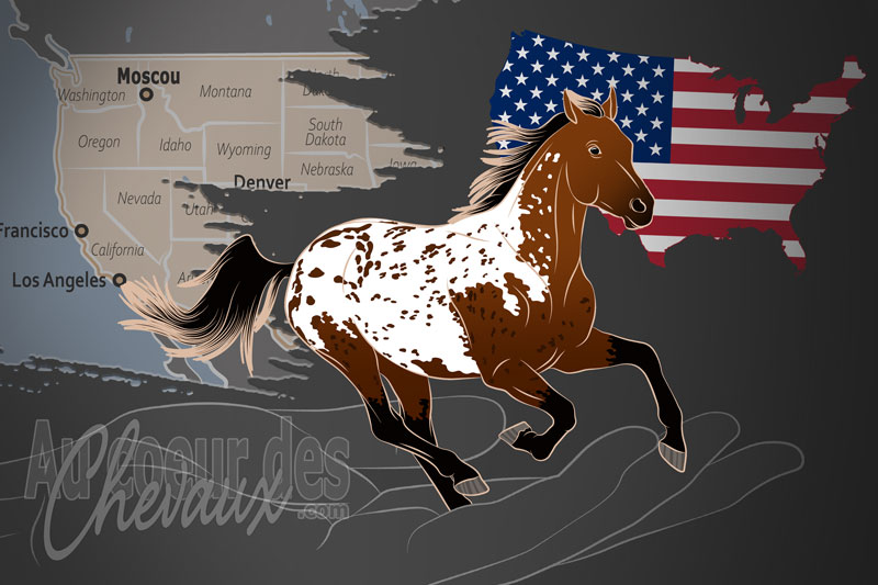 L'Association du Cheval Appaloosa, une organisation qui g�re l'appaloosa aux �tats unis