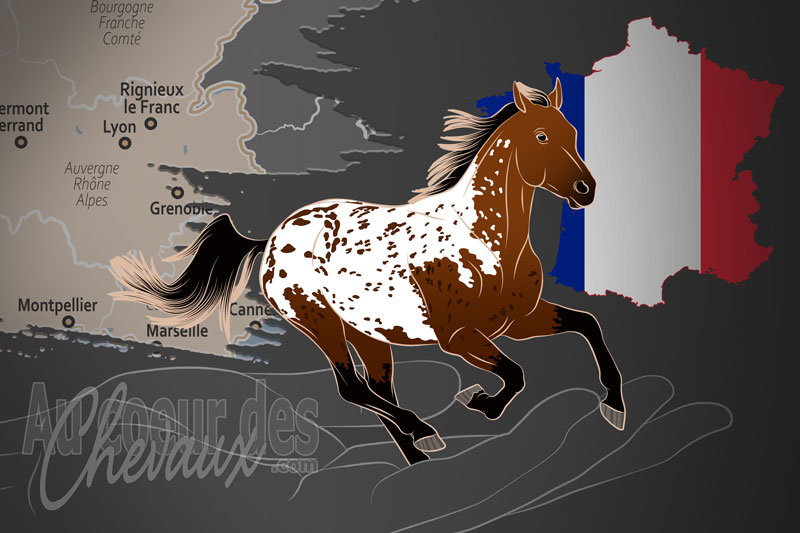 L'Appaloosa Horse Club France, une organisation qui g�re le cheval appaloosa en france