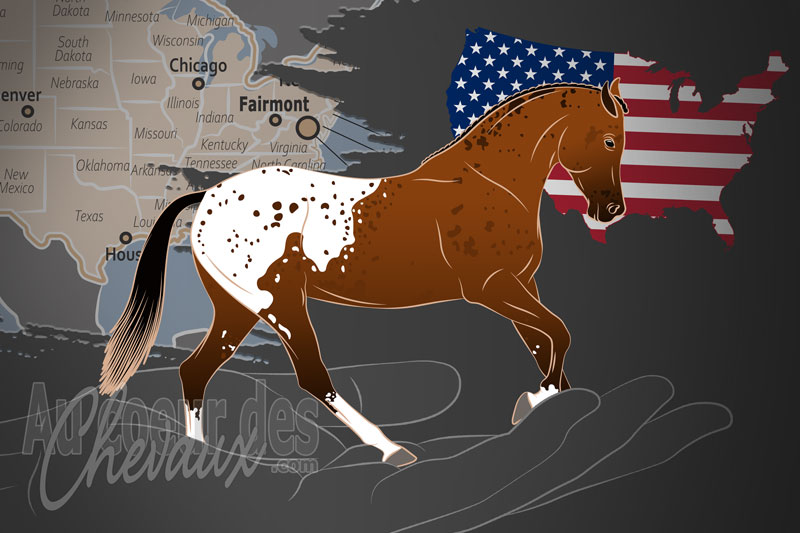 La Fondation Internationale des �leveurs du Cheval Araappaloosa, un organisme de gestion de l'araappaloosa aux �tats unis
