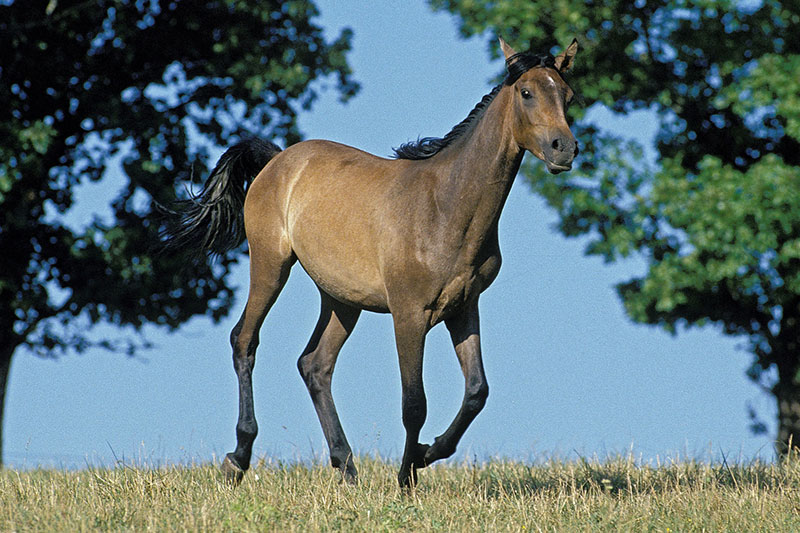 Une vue du Cheval Arabe dans un pr�
