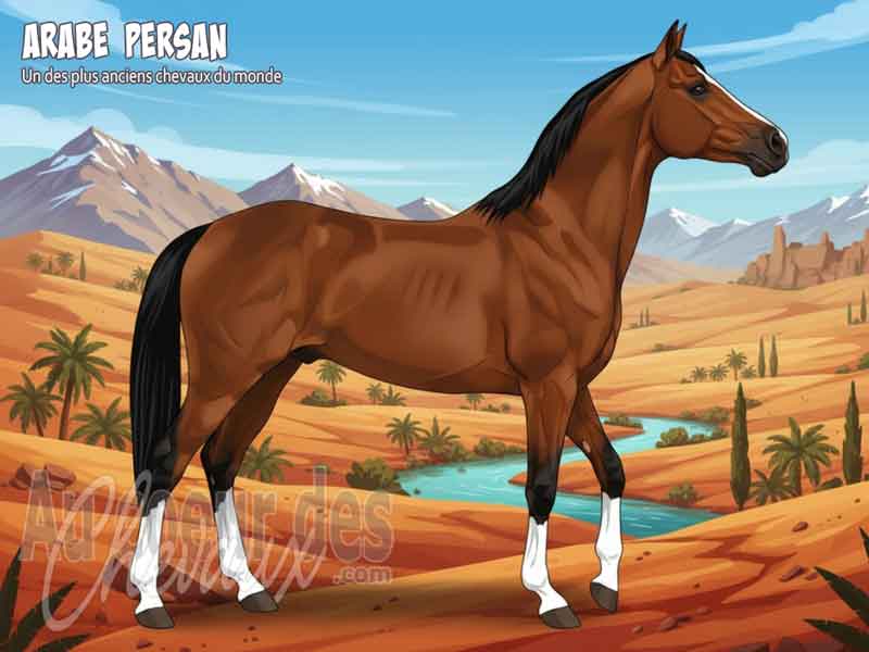 Le Cheval Arabe Persan, l'h�ritage mill�naire de l'iran