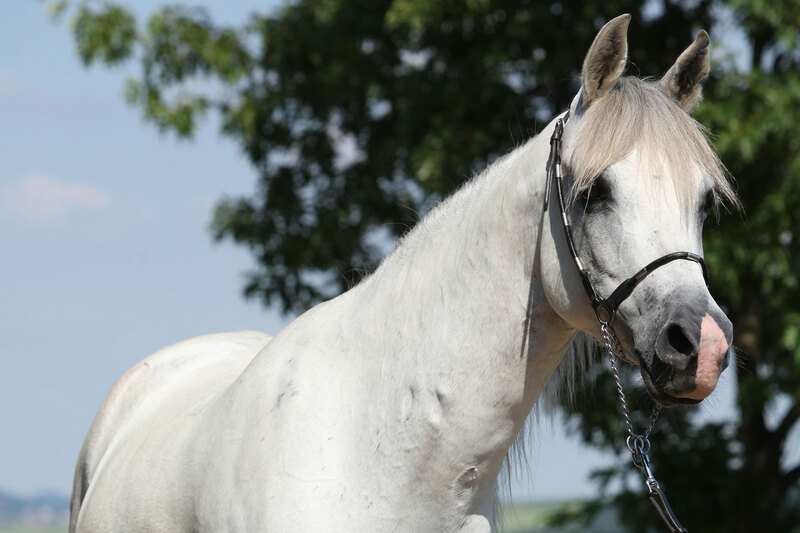 La t�te d'un cheval Arabe Shagya avec un pelage gris