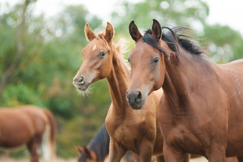 Une vue de la t�te du Cheval Arabe Shagya