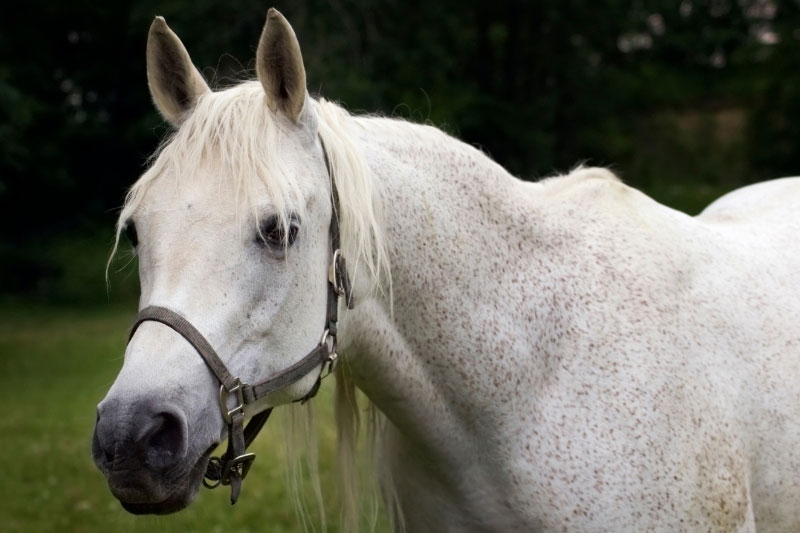 Une vue de la t�te du Cheval Arabe Shagya
