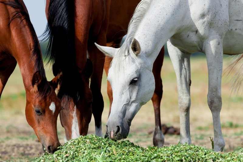Une vue de la t�te du Cheval Arabe Shagya