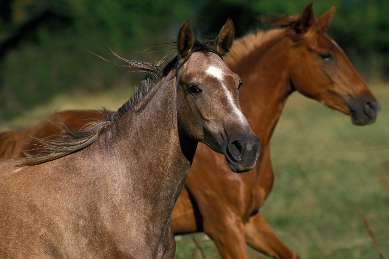 Une vue de la t�te du Cheval Arabe Shagya