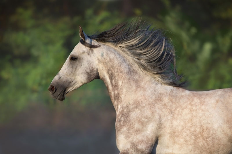 Une vue de la t�te du Cheval Arabe Shagya