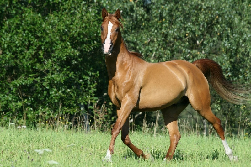 Une vue du Cheval Arabe Shagya qui trotte