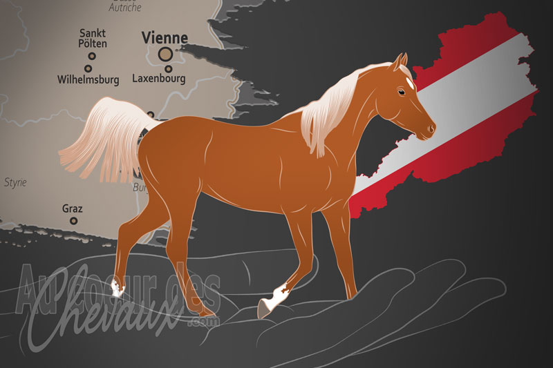 L'Association d'�levage du Cheval Arabo Haflinger, une organisation qui g�re le cheval arabo haflinger en autriche