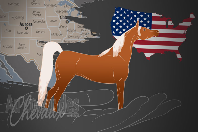 L'Association du Cheval Arabe, une organisation qui g�re le cheval arabe et ses lign�es aux �tats unis