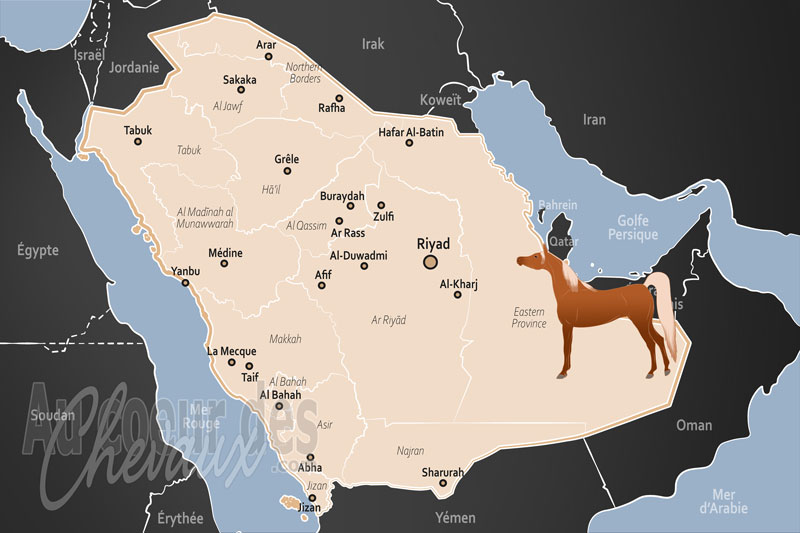 L'Arabie Saoudite, berceau de la noblesse et futur du sport hippique mondial