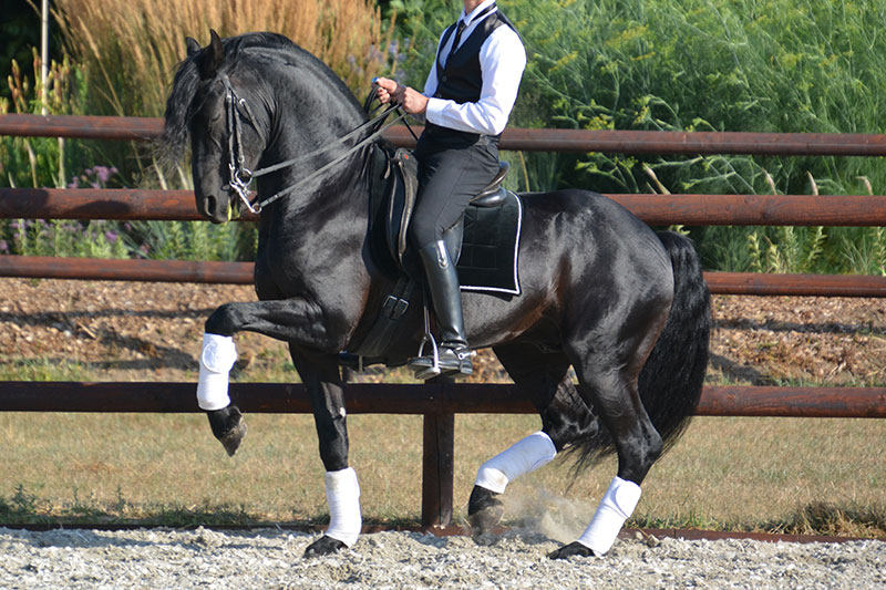 Un Cheval Arabo Frison pendant une s�ance de dressage au trot