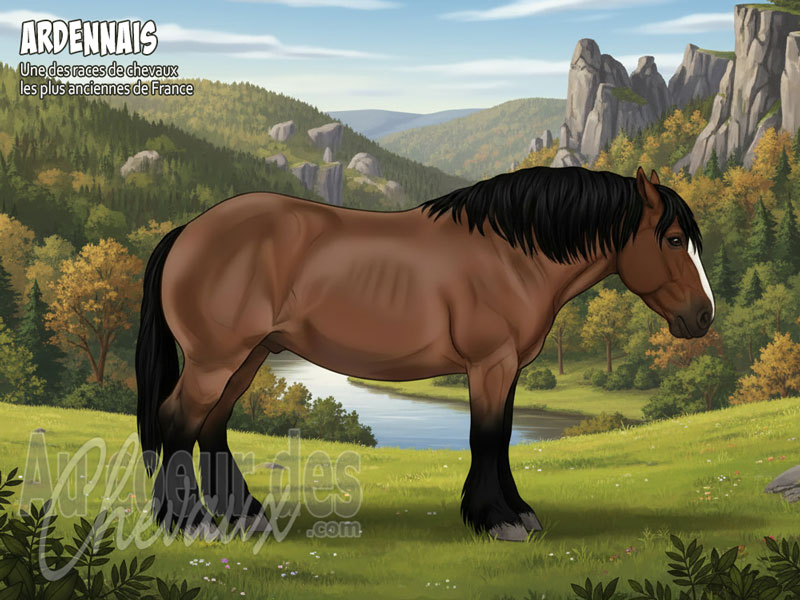 Le Cheval Ardennais, le colosse des for�ts europ�ennes
