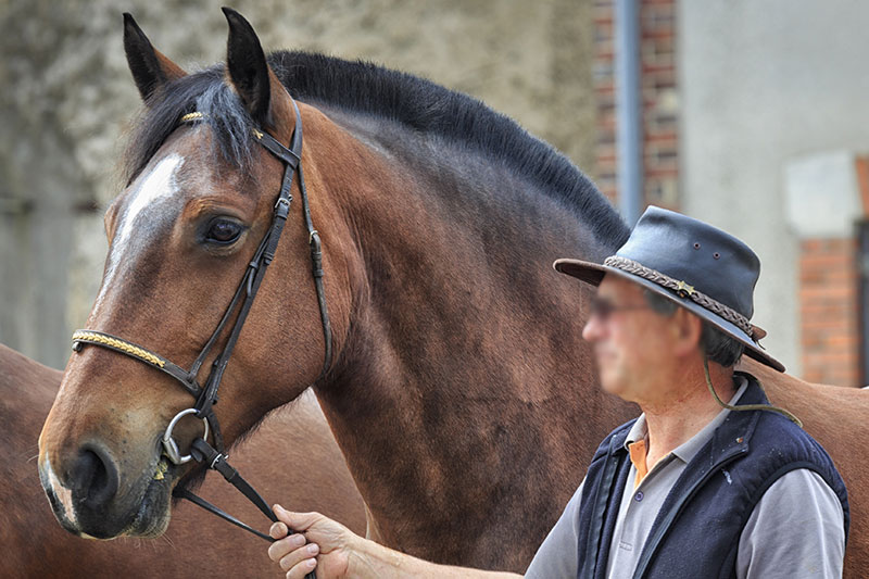 Une vue de la t�te du Cheval Ardennais en pr�sentation