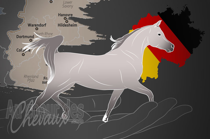 Le Club Asil e.V., une organisation qui g�re le cheval asil en allemagne