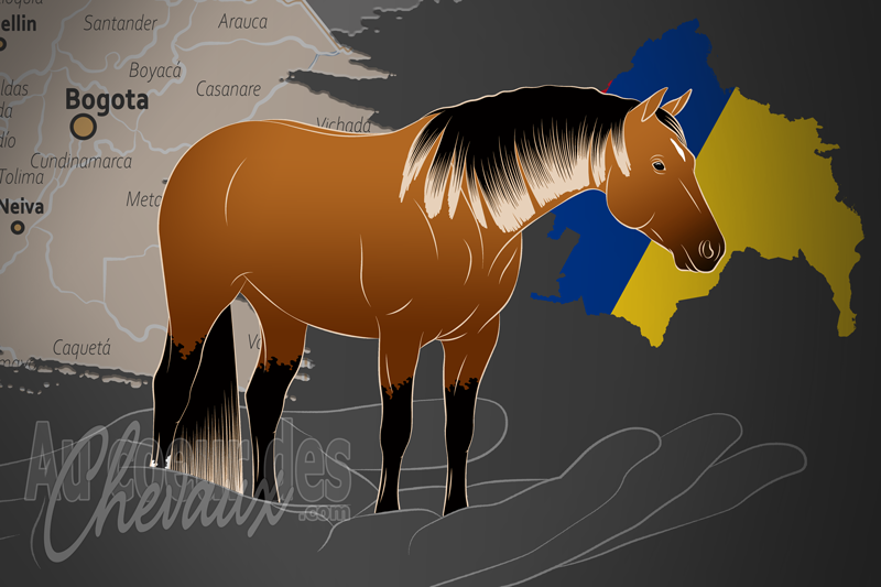 L'Asociaci�n Colombiana Cuarto de Milla un organisme de race en Colombie