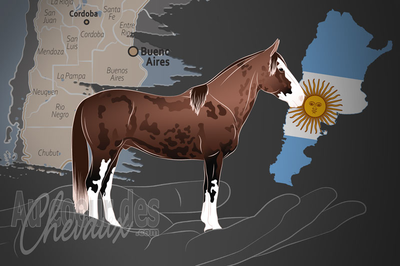 L'Association du Cheval Criollo Argentin, un organisme qui g�re le cheval criollo argentin en argentine