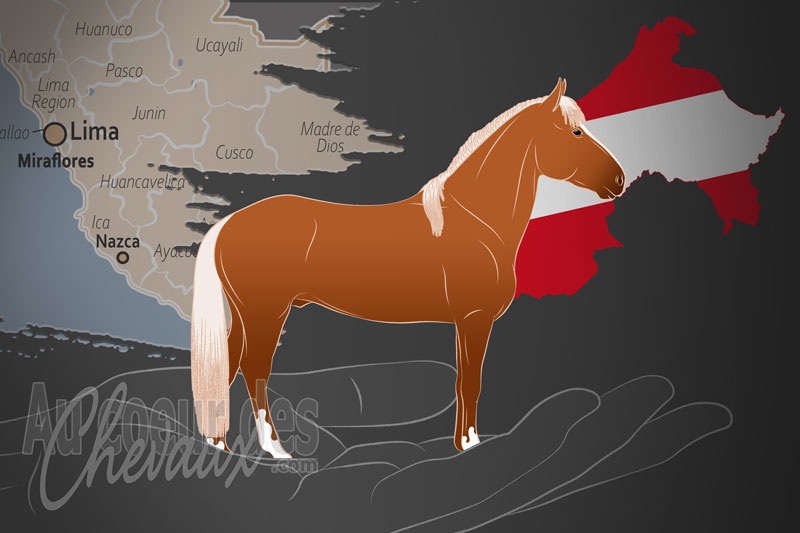 L'Association Culturelle du Cheval Paso P�ruvien, un organisme de gestion de race de chevaux au P�rou