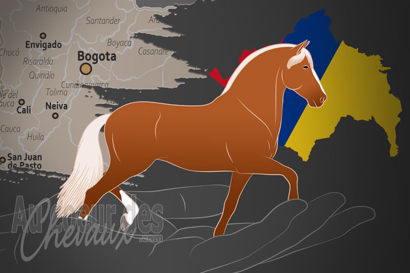 L'Asociaci�n de Caballistas de Antioquia un organisme de race en Colombie