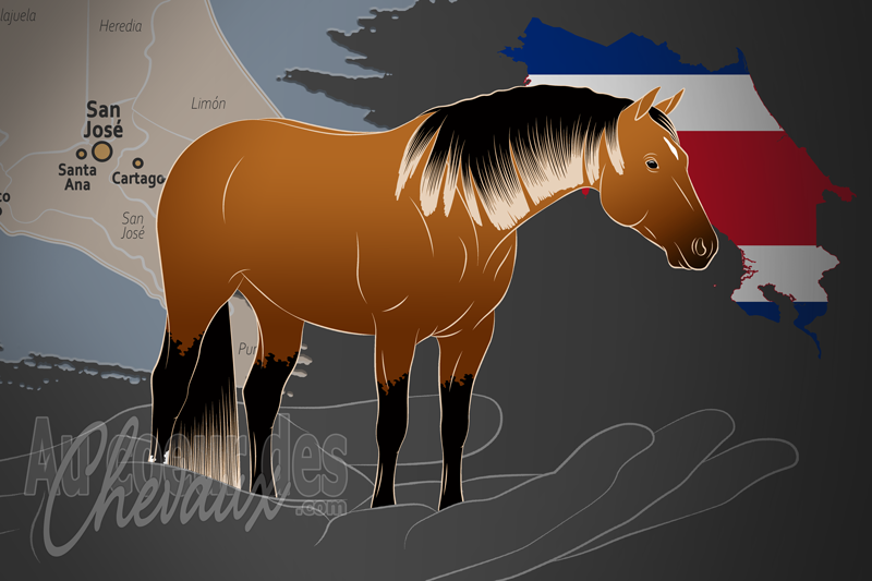 L'Asociaci�n de Criadores de Caballo de Campo Y Deportivo un organisme de race au Costa Rica