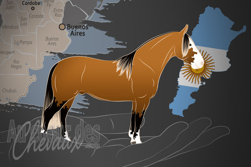 L'Association des �leveurs de Chevaux Criollo, un organisme qui g�re le cheval criollo en am�rique du sud