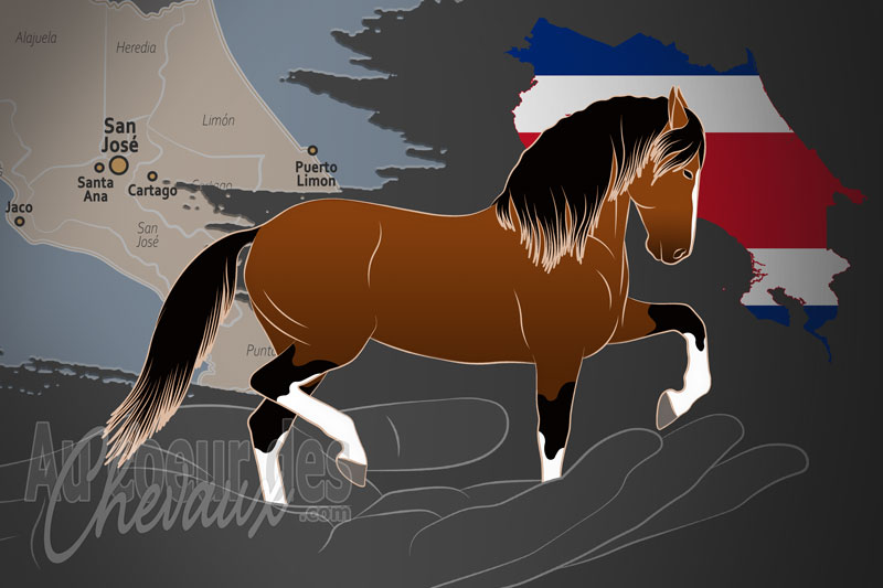 L'Asociaci�n de Criadores del Caballo Costarricense de Pasos un organisme de race au Costa Rica
