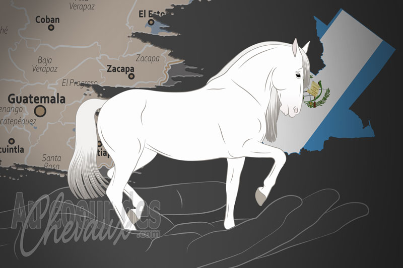 L'Association des �leveurs des Chevaux PRE du Guatemala, un organisme de gestion du pure race espagnole au guatemala