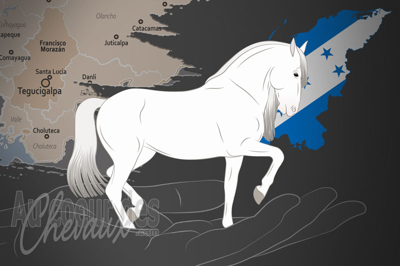 L'Association des �leveurs de Chevaux de Race Pure Espagnole de l'Honduras, un organisme de gestion du pure race espagnole en honduras