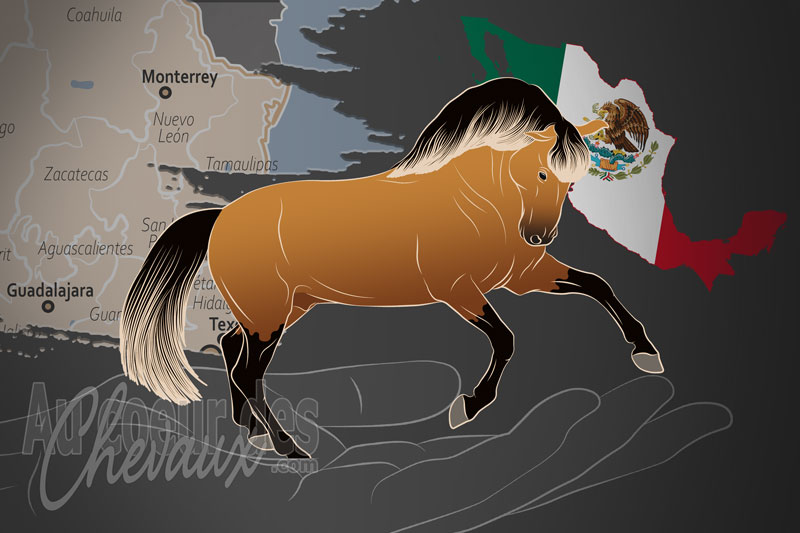 L'Association Mexicaine des �leveurs de Chevaux Lusitaniens AC, un organisme de gestion du lusitanien au mexique