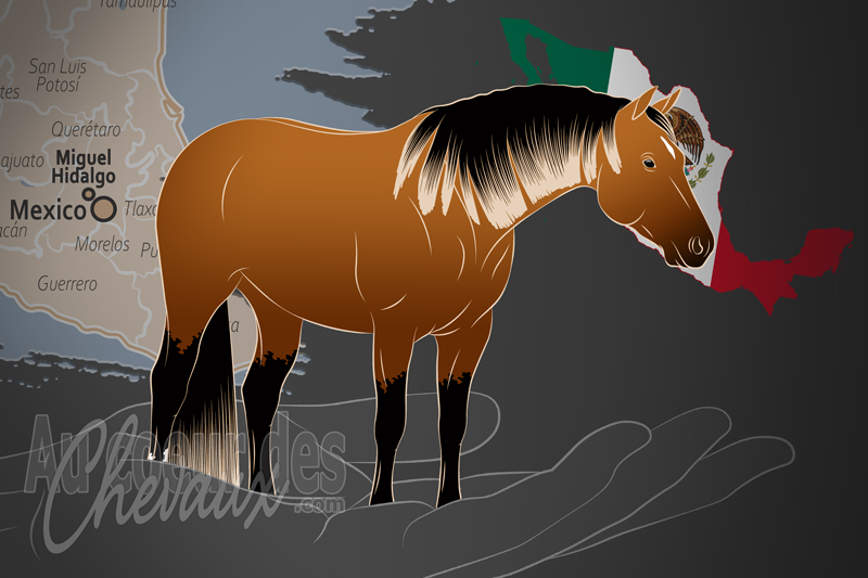 L'Association Mexicaine des �leveurs et Cavaliers de Quarter Horses AC, une organisation qui g�re le quarter horse au mexique