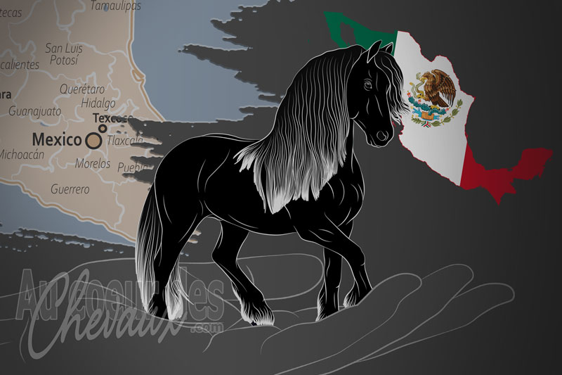 L'Association Mexicaine du Cheval Frison, un organisme de gestion du frison au mexique