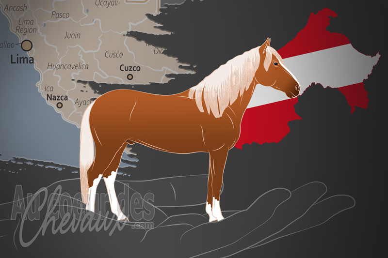 L'Asociaci�n Nacional de Criadores Y Propietarios de Caballos Peruanos de Paso un organisme de race au P�rou
