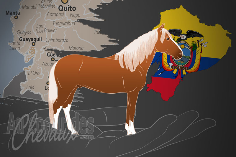 L'Asociaci�n Nacional del Ecuador de Criadores Y Propietarios de Caballos de Paso un organisme de race en �quateur