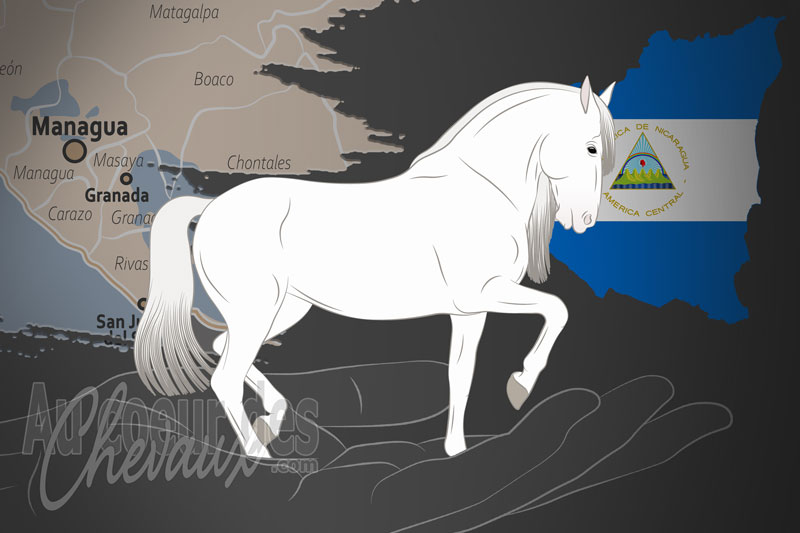 L'Asociaci�n Nicarag�ense de Criadores de Caballos de Pre un organisme de race au Nicaragua
