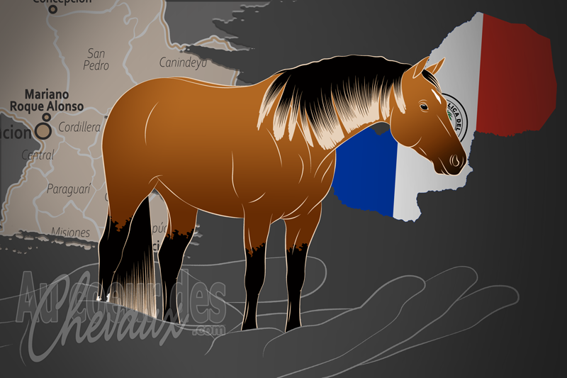 L'Asociacion Paraguaya de Cuarto de Milla un organisme de race au Paraguay