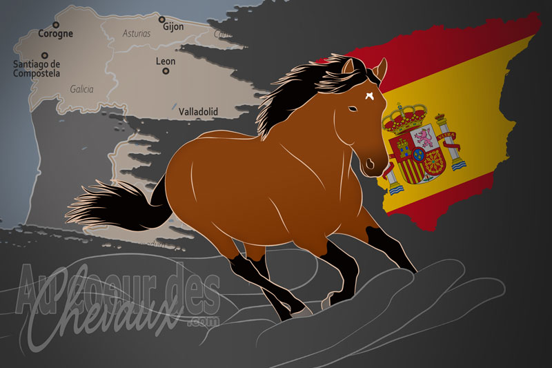 L'Association du Cheval Galicien de Race Pure, un organisme de gestion du galicien en espagne