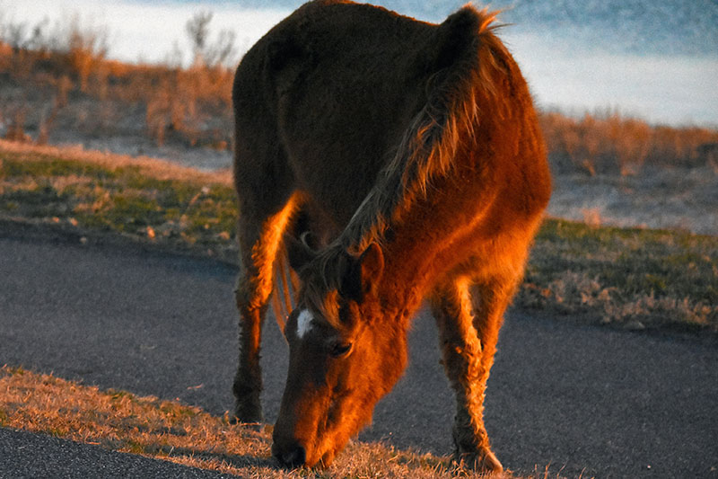 Une vue du Cheval Assateague alezan en libert� qui mange