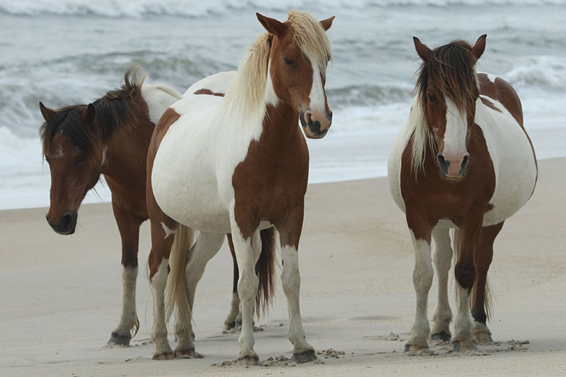 Une vue du Cheval Assateague pie en libert� sur une plage