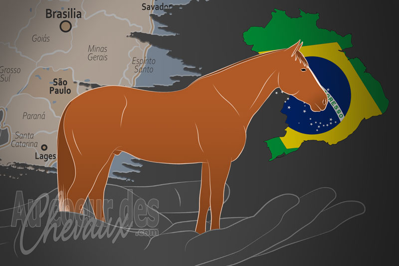 L'Association Br�silienne des �leveurs de Chevaux Equestres, un organisme de gestion du cheval de sport br�silien au br�sil