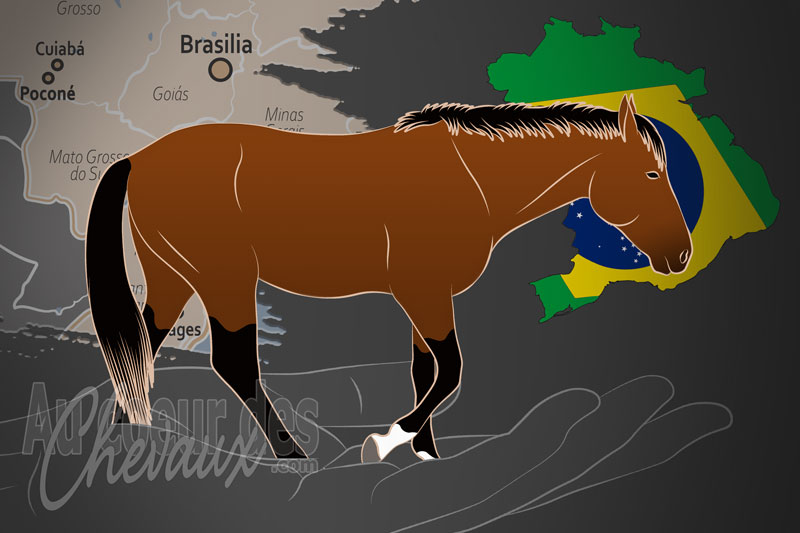 L'Association Br�silienne des �leveurs de Chevaux de Pantaneiro, un organisme de gestion du pantaneiro au br�sil