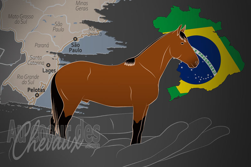 L'Association Br�silienne des �leveurs de Chevaux Crioulos, un organisme de gestion du crioulo au br�sil