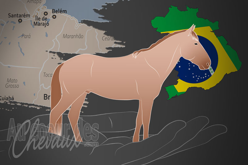 L'Association Br�silienne des �leveurs de Chevaux de Marajoara, un organisme de gestion du marajoara au br�sil
