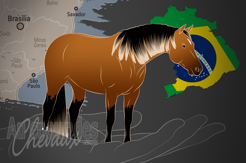 L'Association Br�silienne du Quarter Horse, une organisation qui g�re le quarter horse au br�sil