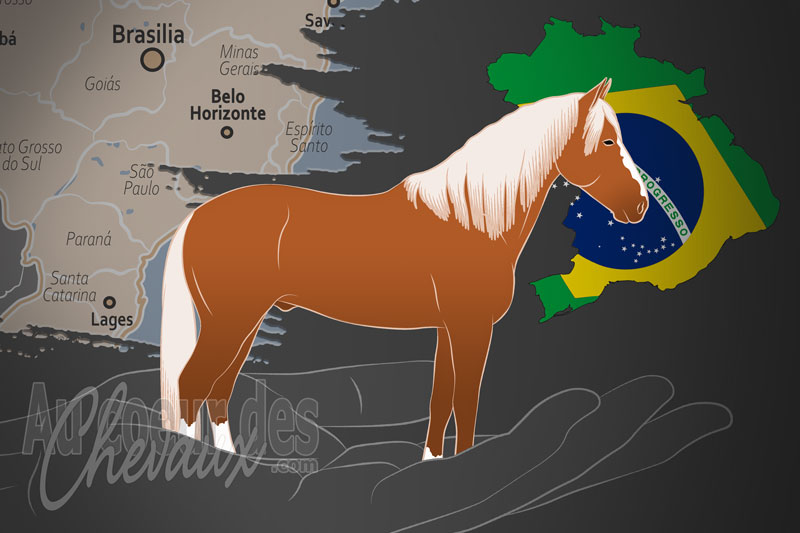 L'Association des �leveurs de Poneys Br�siliens, un organisme de gestion du piquira au br�sil