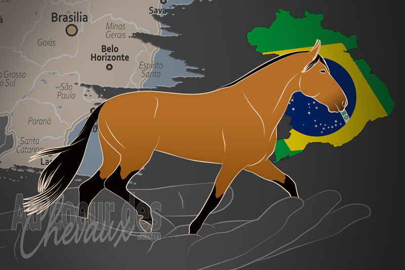 L'Association Br�silienne des �leveurs de Chevaux Campolina, une organisation qui g�re le cheval campolina au br�sil