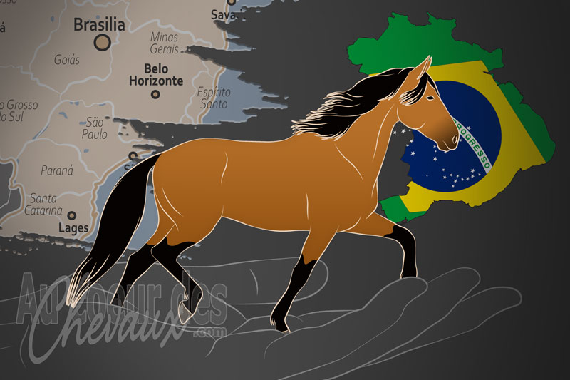 L'Association Br�silienne des �leveurs du cheval Mangalarga Marchador, un organisme de gestion du mangalarga marchador au br�sil