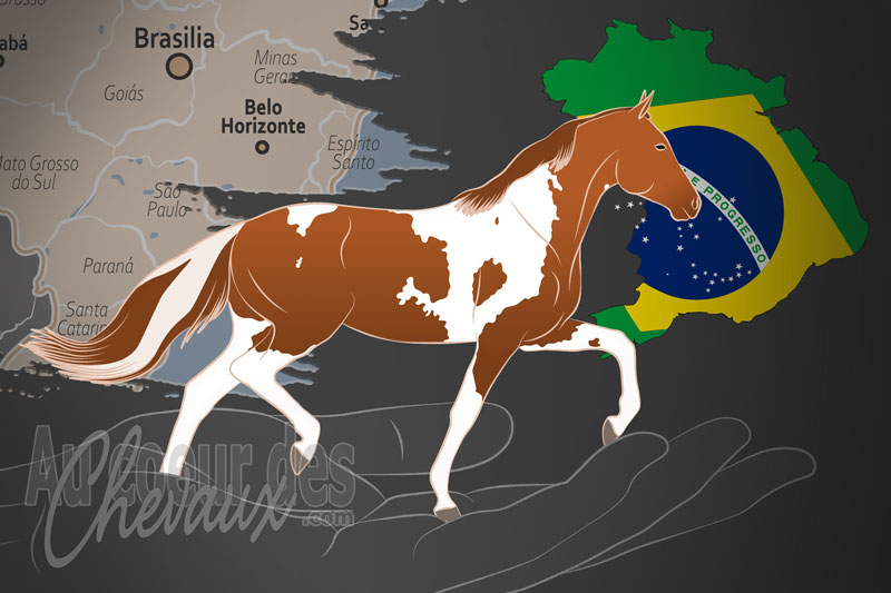 L'Association des �leveurs de Chevaux de la Pampa Br�silienne, un organisme de gestion du pampa au br�sil