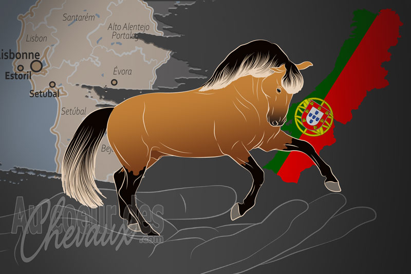 L'Association Portugaise des �leveurs de Chevaux de race Lusitanienne, un organisme de gestion de race de chevaux au Portugal