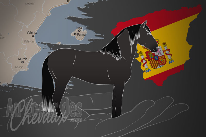 L'Association Espagnole des �leveurs et Propri�taires de Chevaux de Race Pure Majorquine, un organisme de gestion du mallorquin en espagne